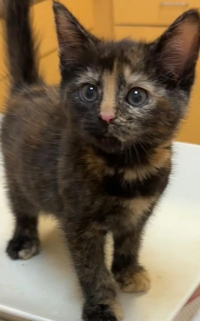 A baby small-sized female Domestic Short Hair cat named Brittany for adoption in Elizabethton, TN