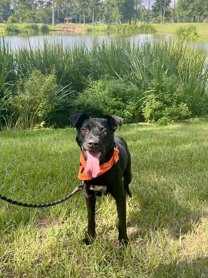 Harold Melvin thumbnail 3