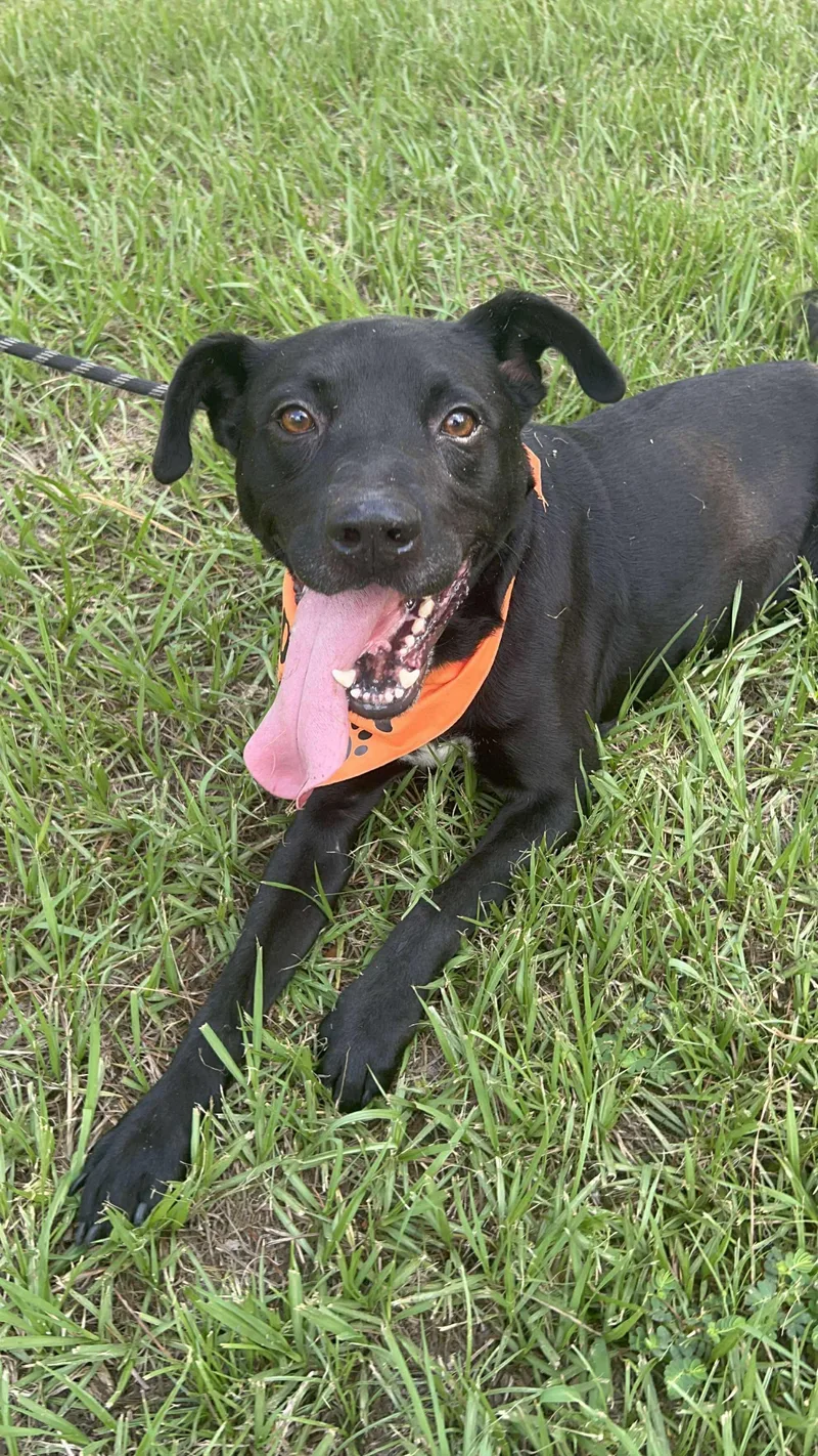 Harold Melvin thumbnail 4