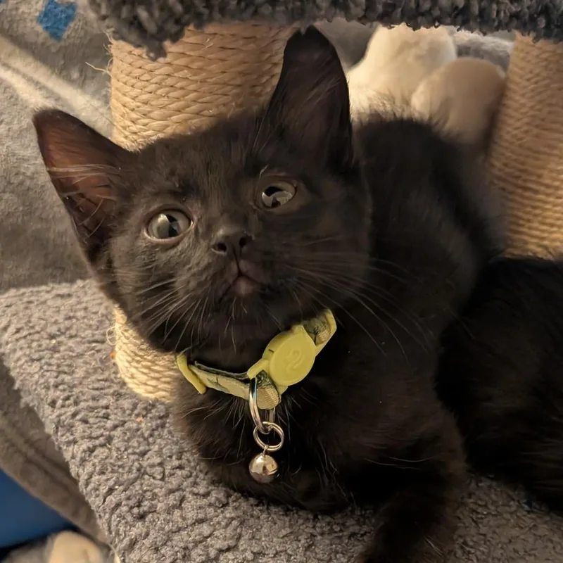 A baby small-sized male Black Domestic Medium Hair cat named Luigi for adoption in Fairfax Station, VA
