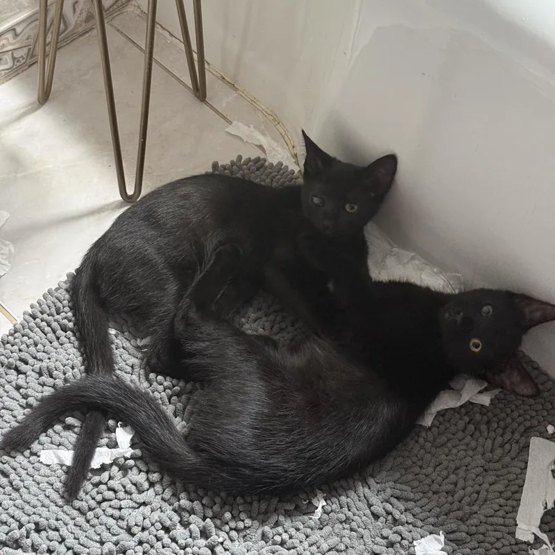 A baby small-sized male Black Domestic Short Hair cat named Odds for adoption in Middle Village, NY