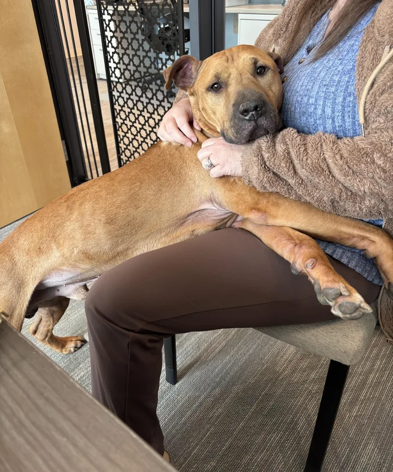 An adult medium-sized male Red / Chestnut / Orange Black Mouth Cur dog named Porter for adoption in Joliet, IL