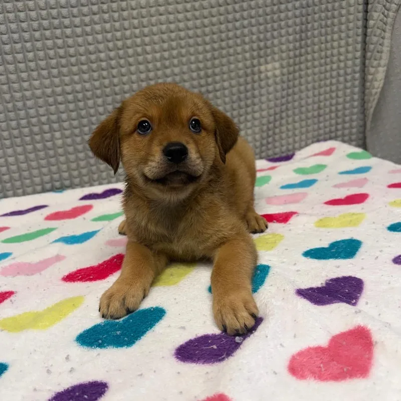 A baby small-sized female Yellow / Tan / Blond / Fawn Mixed Breed dog named Kingcake for adoption in Bryan, TX