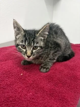 A baby small-sized female Domestic Short Hair cat named Carly for adoption in West Chester, PA