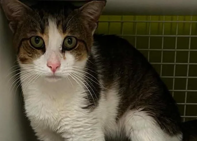 A young small-sized male Domestic Short Hair cat named Mr Beans for adoption in Gorham, ME