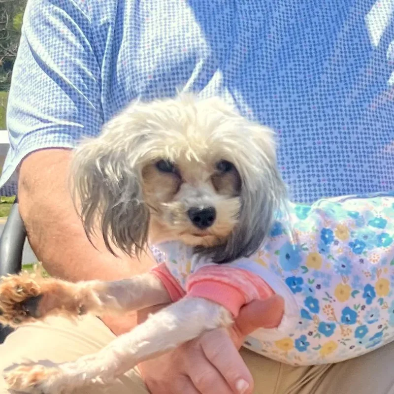 A young small-sized female White / Cream Maltese dog named Hallie for adoption in Rockville, MD