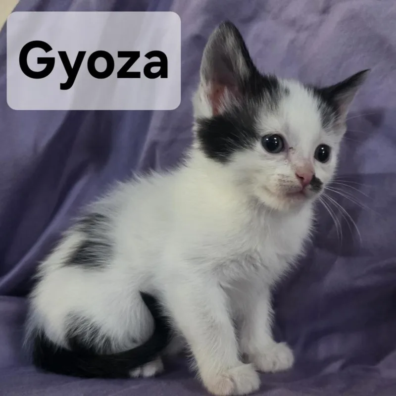 A baby small-sized male Black Domestic Short Hair cat named Gyoza for adoption in Webster, TX
