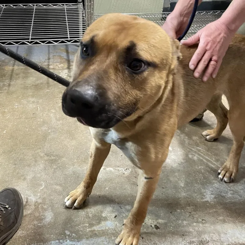 An adult medium-sized male Apricot / Beige Mixed Breed dog named Max for adoption in Eureka Springs, AR