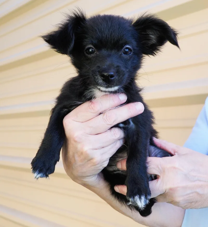 A baby small-sized male Black Chihuahua dog named Oriole for adoption in PHOENIX, AZ
