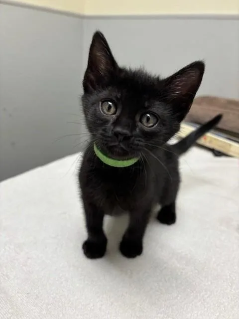 A baby small-sized female Domestic Short Hair cat named Piper for adoption in Leesburg, VA