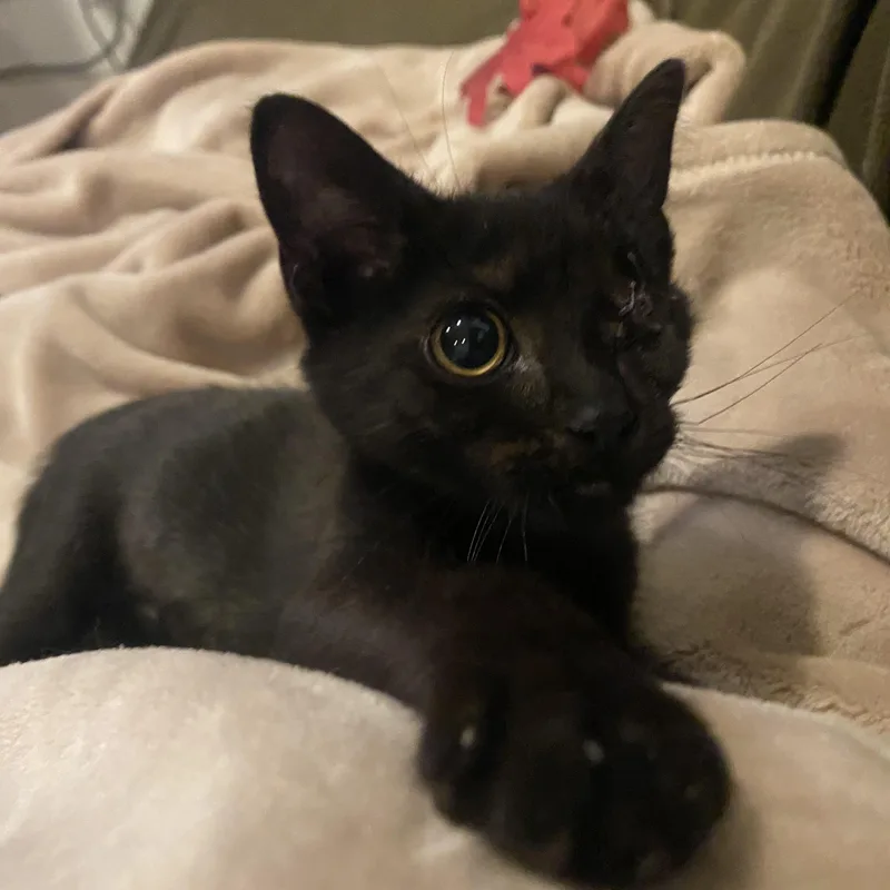 A baby medium-sized female Black Domestic Short Hair cat named Maya Blue for adoption in Lemoyne, PA
