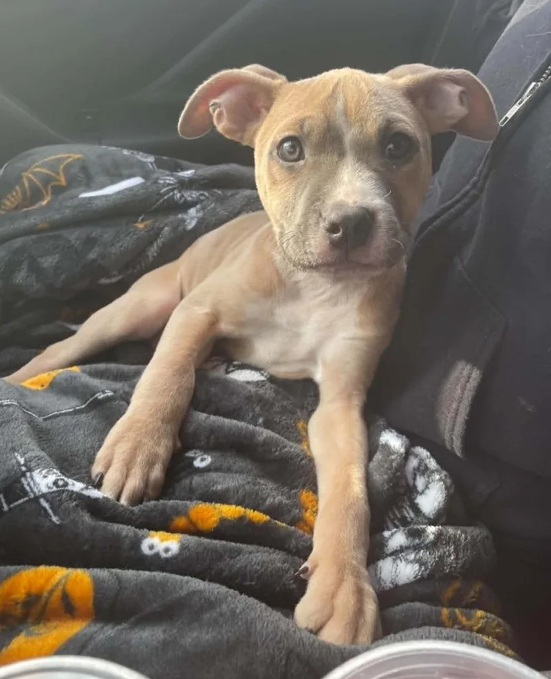 A baby medium-sized male Mixed Breed dog named Jaxson for adoption in Warren, MI