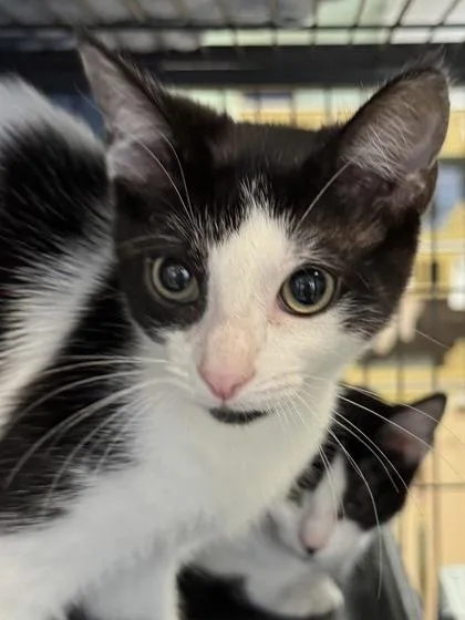 A baby small-sized female Domestic Short Hair cat named Dora $ for adoption in Seneca, SC