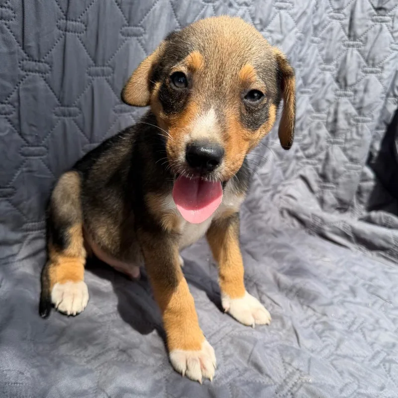 A baby medium-sized male Mixed Breed dog named Grumpy for adoption in Monticello, IA