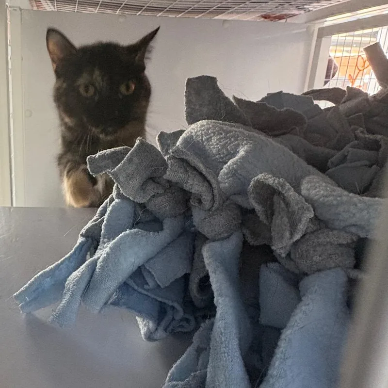 A young medium-sized female Tortoiseshell Domestic Short Hair cat named Okoye for adoption in Chicago, IL