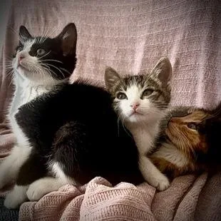 A baby small-sized male Brown / Chocolate Domestic Medium Hair cat named Penguin for adoption in San Pablo, CA