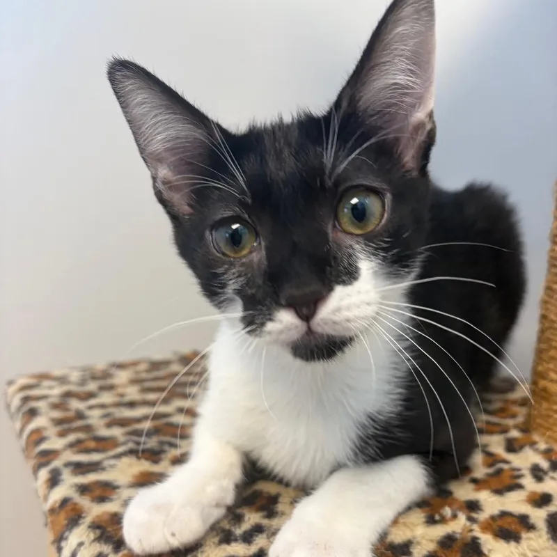 A baby small-sized male Black Domestic Short Hair cat named Chicken Cutlet Bonded for adoption in Naperville, IL