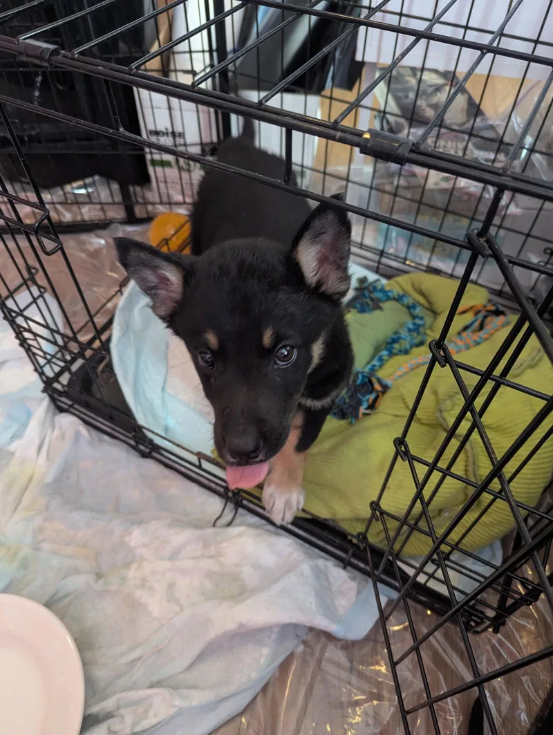 Sinclair thumbnail 2