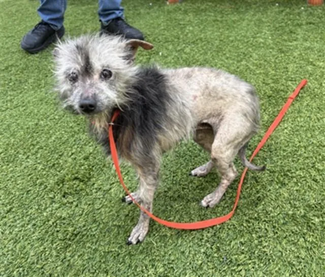 An adult small-sized female Chinese Crested Dog dog named Beauty for adoption in San Jose, CA