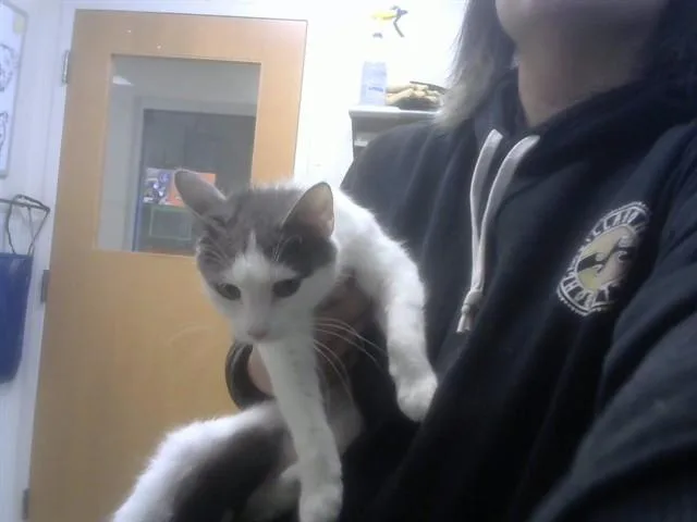 A young medium-sized female Domestic Short Hair cat named Nora for adoption in Albuquerque, NM