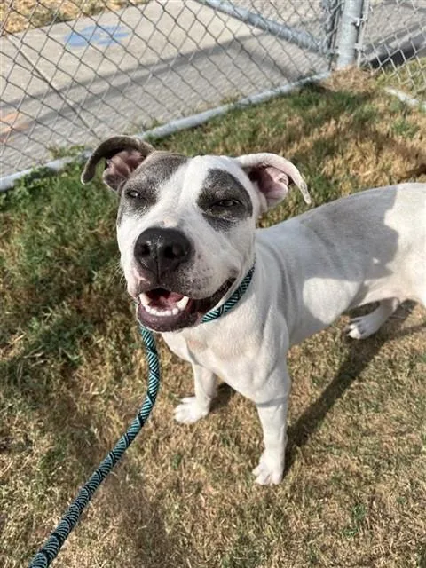 A young medium-sized female Pit Bull Terrier dog named Claire for adoption in Corpus Christi, TX