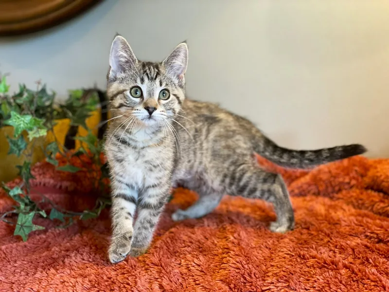 A baby medium-sized female Torbie Tabby cat named Twiggy for adoption in Taylor, MI