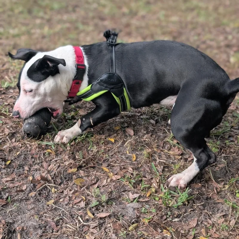 An adult medium-sized male Black Mixed Breed dog named Jimbo for adoption in Middleburg, FL