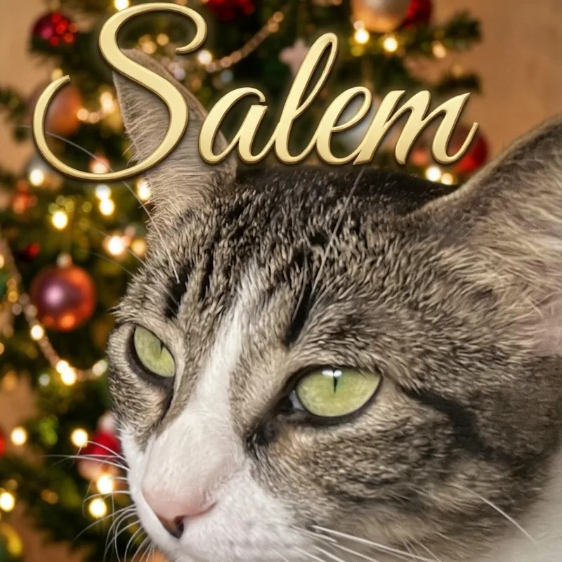 A young medium-sized female Tabby (Brown / Chocolate) Domestic Short Hair cat named Salem for adoption in Liverpool, TX