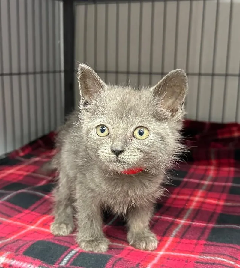 A baby small-sized male Domestic Short Hair cat named Ireland for adoption in Washington Court House, OH