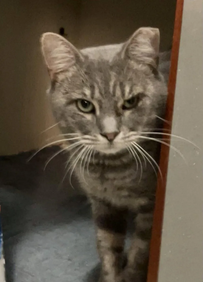 An adult medium-sized male Domestic Short Hair cat named Sullivan for adoption in Dublin, OH