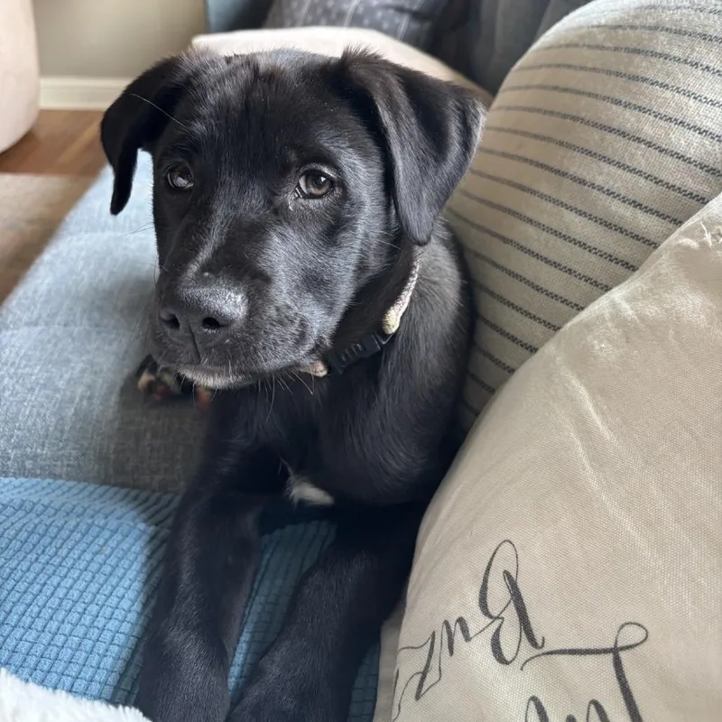 A baby medium-sized male Black Shepherd dog named Beck for adoption in Delaware, OH