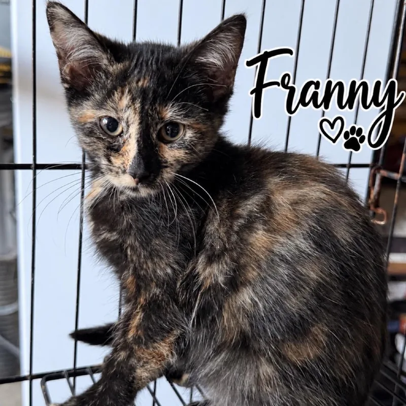 A baby small-sized female Tortoiseshell Domestic Medium Hair cat named Franny for adoption in Lancaster, OH