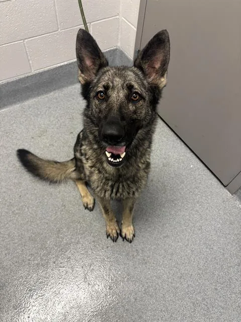 A young large-sized female German Shepherd Dog dog named Paris for adoption in Indianapolis, IN