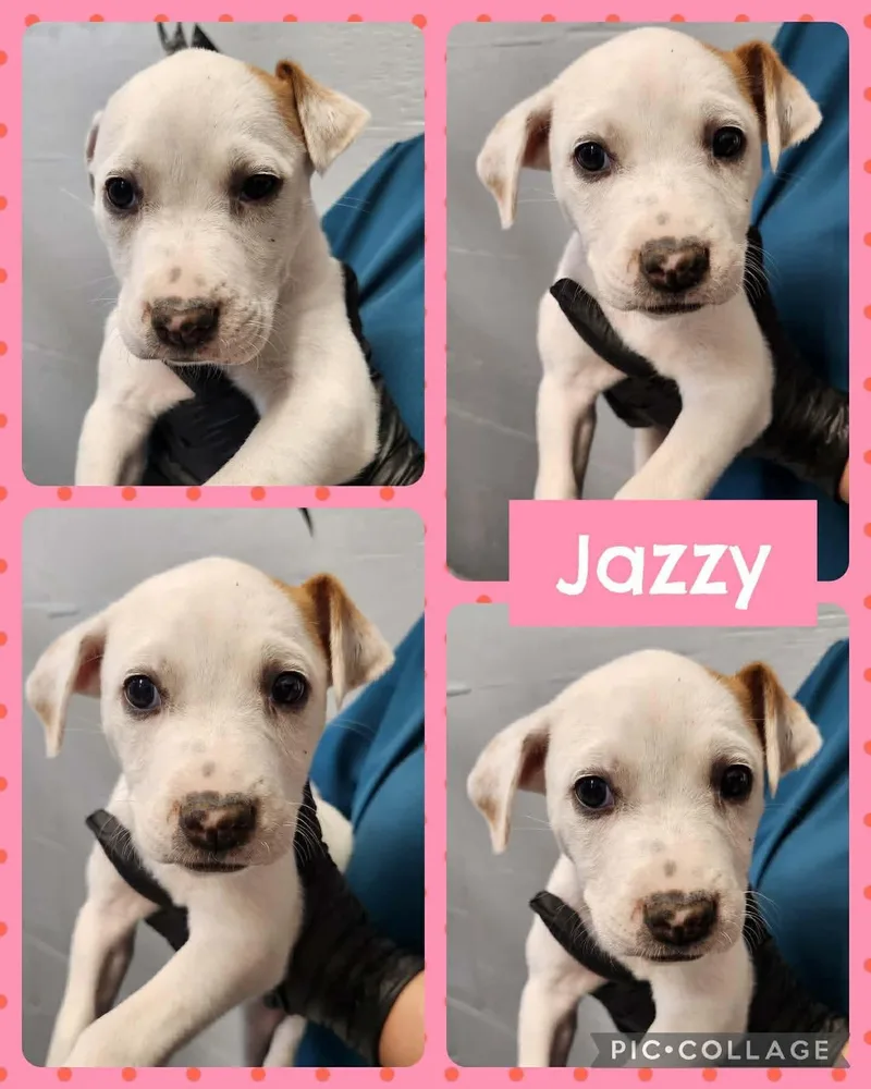 A baby medium-sized female White / Cream Labrador Retriever dog named Jazzy for adoption in Ringwood, NJ