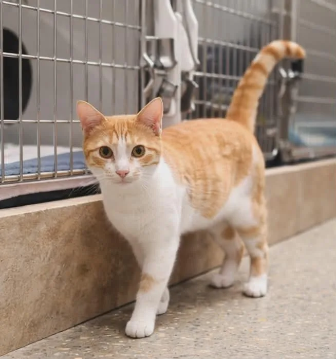 Neosporin thumbnail 3