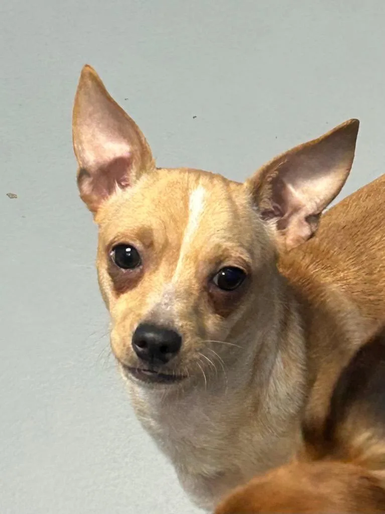 A young medium-sized male Chihuahua dog named Hannibal for adoption in Hartsville, SC