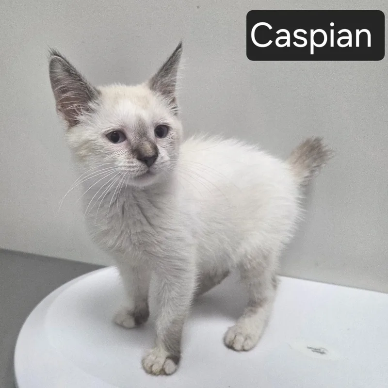 A young medium-sized female Gray & White Domestic Short Hair cat named Caspian for adoption in SNOW HILL, NC