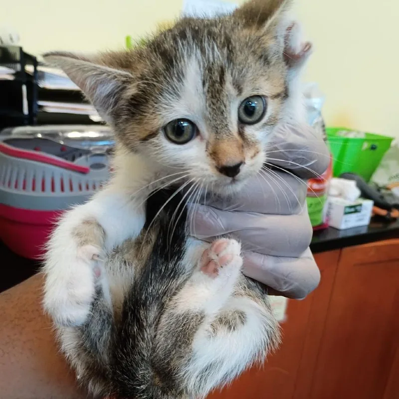 A baby small-sized male Brown / Chocolate Domestic Short Hair cat named Dos for adoption in Lynchburg, VA