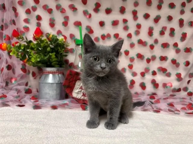 A baby small-sized female Domestic Medium Hair cat named Isobel for adoption in Fairfield, CA
