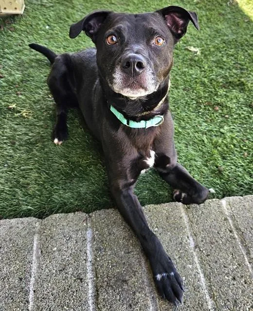 An adult medium-sized male Black American Staffordshire Terrier dog named Nacho for adoption in Phoenix, OR