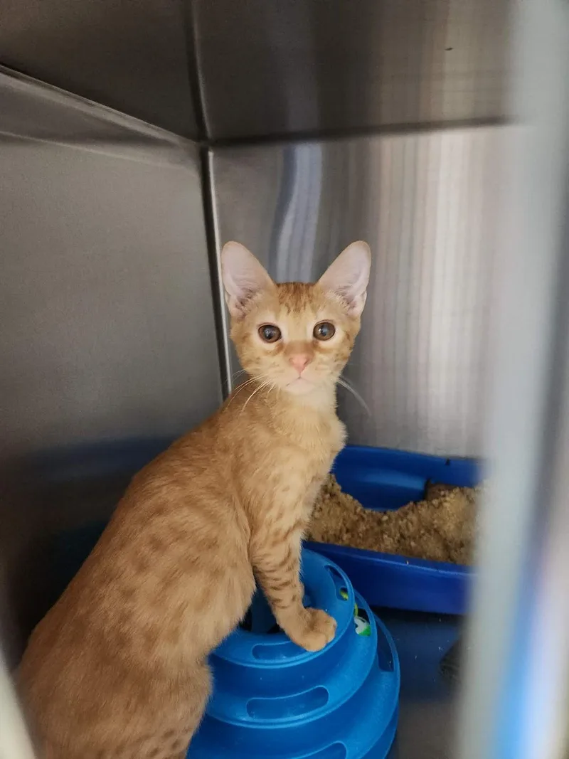 A young small-sized male Domestic Short Hair cat named Rowan for adoption in Kingman, AZ