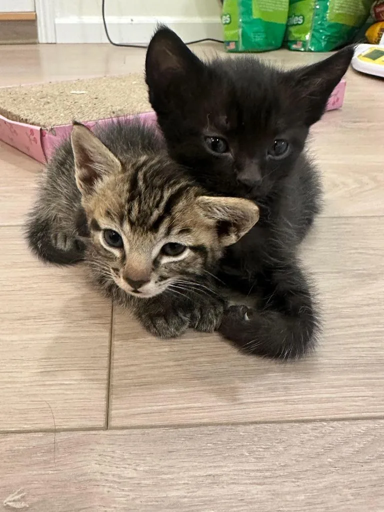 A young small-sized male Domestic Short Hair cat named Murph for adoption in Los Angeles, CA