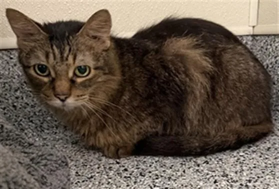 A senior medium-sized female Domestic Long Hair cat named Lilith for adoption in Houston, TX