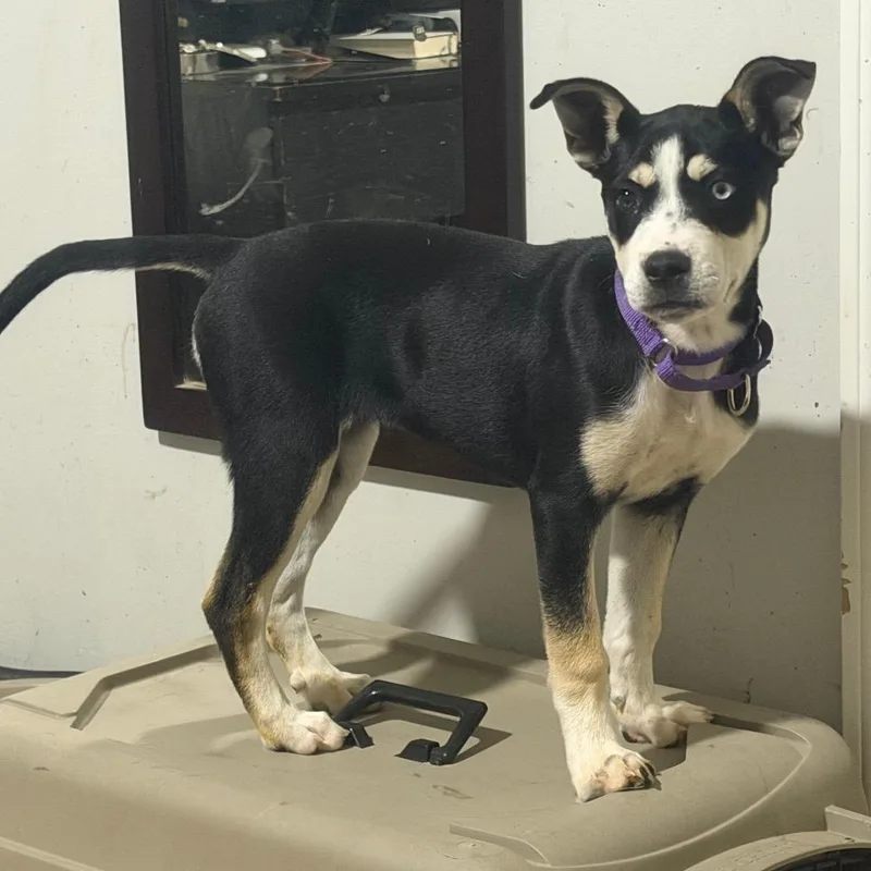 A baby medium-sized female Black Mixed Breed dog named Sierra for adoption in Fredericksburg, VA