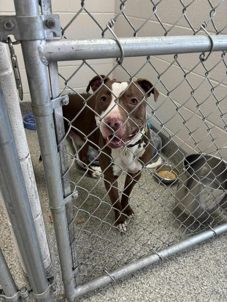 An adult medium-sized male Terrier dog named Tuckie for adoption in Van Wert, OH