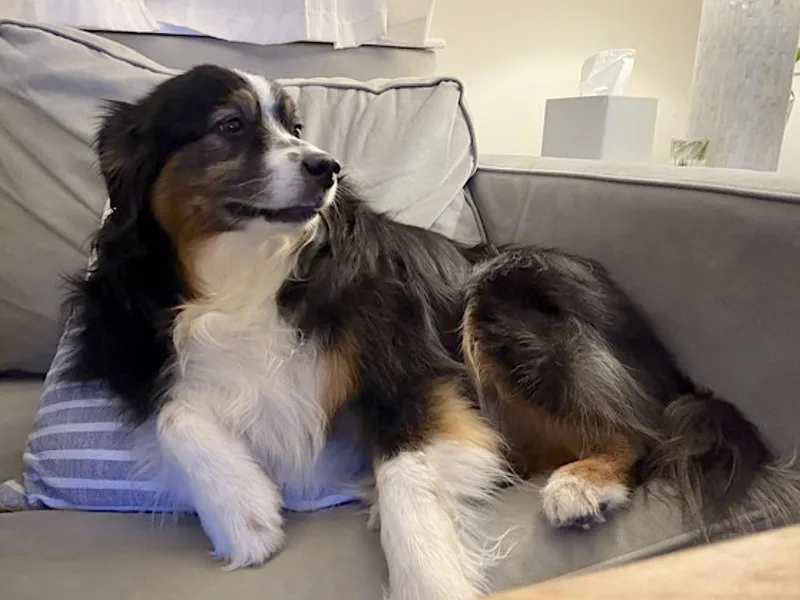 An adult medium-sized female Tricolor (Brown, Black, & White) Australian Shepherd dog named Poppy for adoption in Amherst, MA