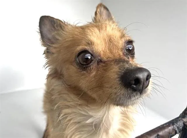An adult small-sized male Chihuahua dog named A for adoption in Houston, TX