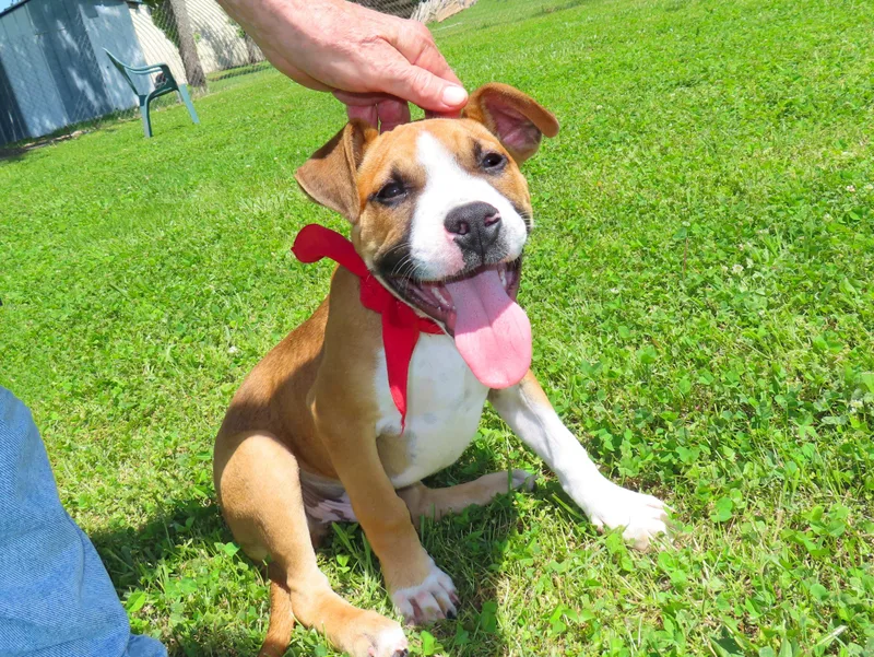 A baby medium-sized male Boxer dog named Andy  Ca for adoption in Rogers, AR