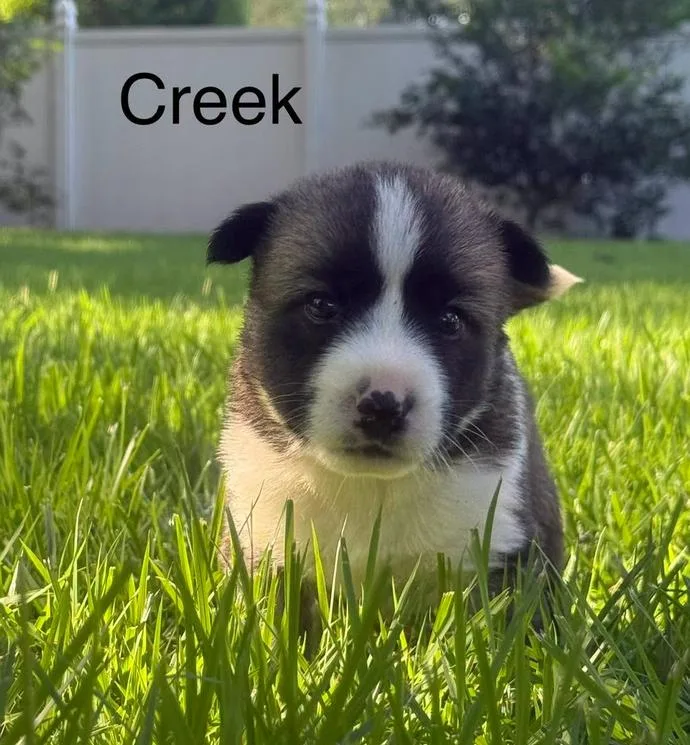 A baby medium-sized male Sable Mixed Breed dog named Creek for adoption in Eutawville, SC