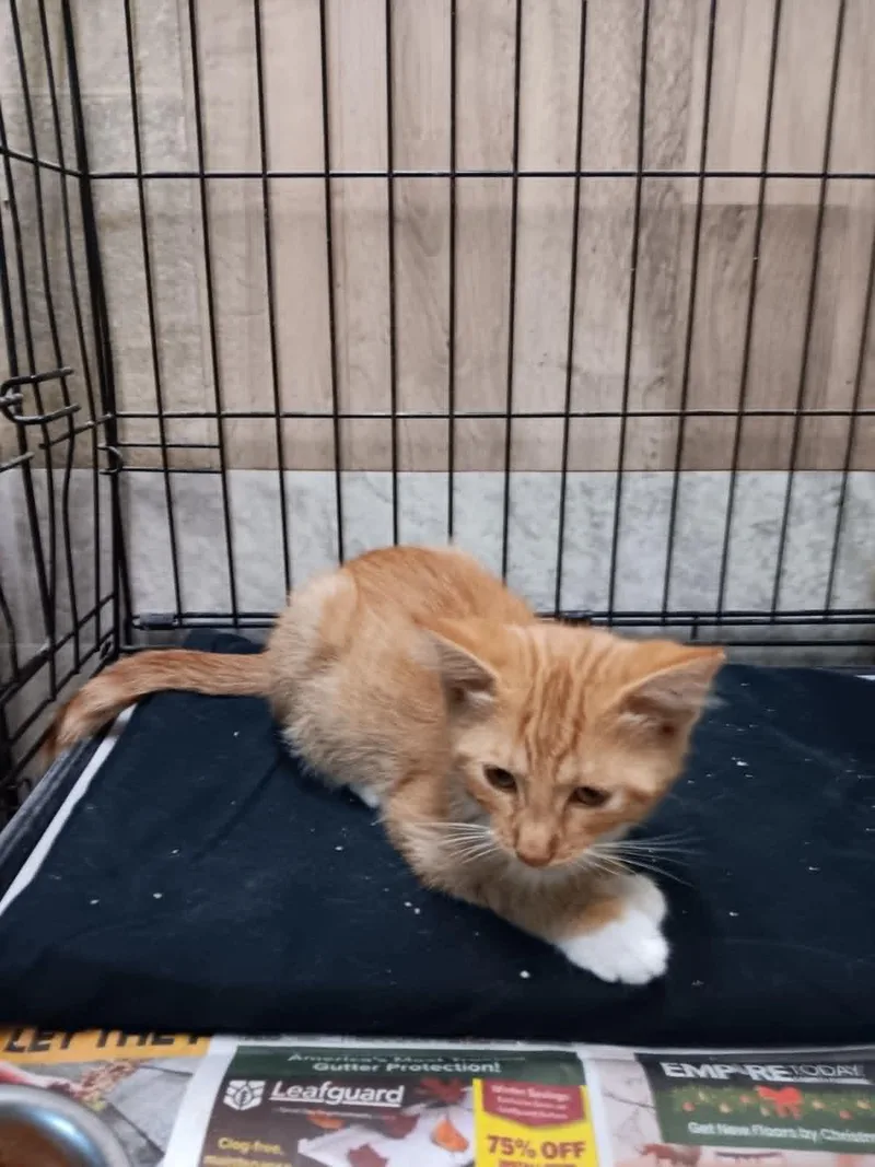 A baby small-sized male Domestic Medium Hair cat named Ollie for adoption in Monticello, IN